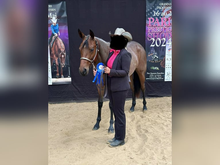 American Quarter Horse Mare 4 years 15,2 hh Roan-Bay in Stadtallendorf