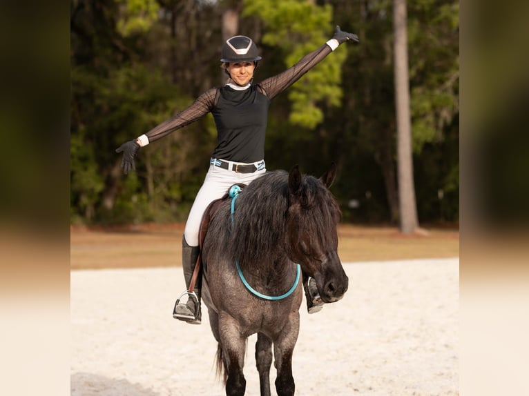 American Quarter Horse Mix Mare 4 years 15,2 hh Roan-Blue in Ocala