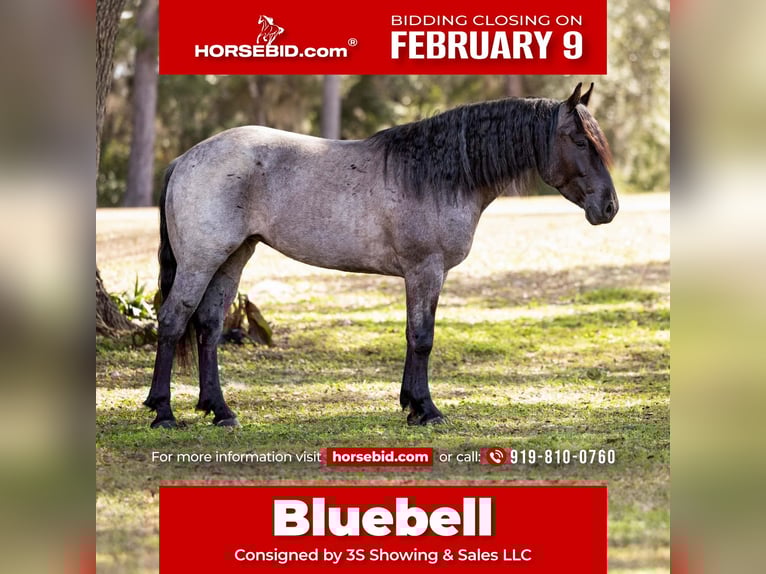 American Quarter Horse Mix Mare 4 years 15,2 hh Roan-Blue in Ocala