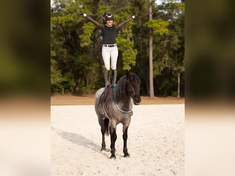 American Quarter Horse Mix Mare 4 years 15,2 hh Roan-Blue in Ocala