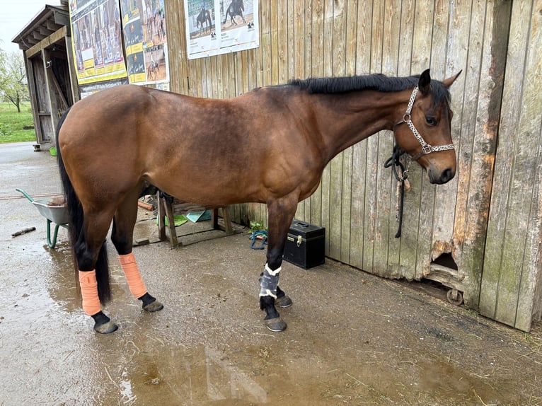 American Quarter Horse Mare 4 years 15,3 hh Brown in Hattenhofen