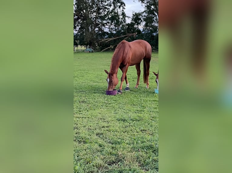 American Quarter Horse Mare 4 years 15,3 hh Chestnut-Red in Meinhard