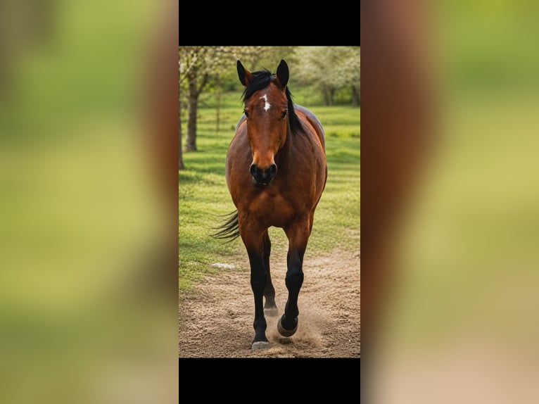 American Quarter Horse Mare 4 years 16.1 hh Bay in Esztergom