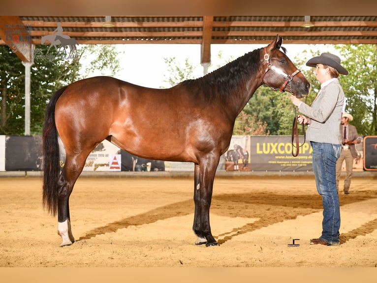 American Quarter Horse Mare 4 years 16 hh Bay-Dark in Sneek