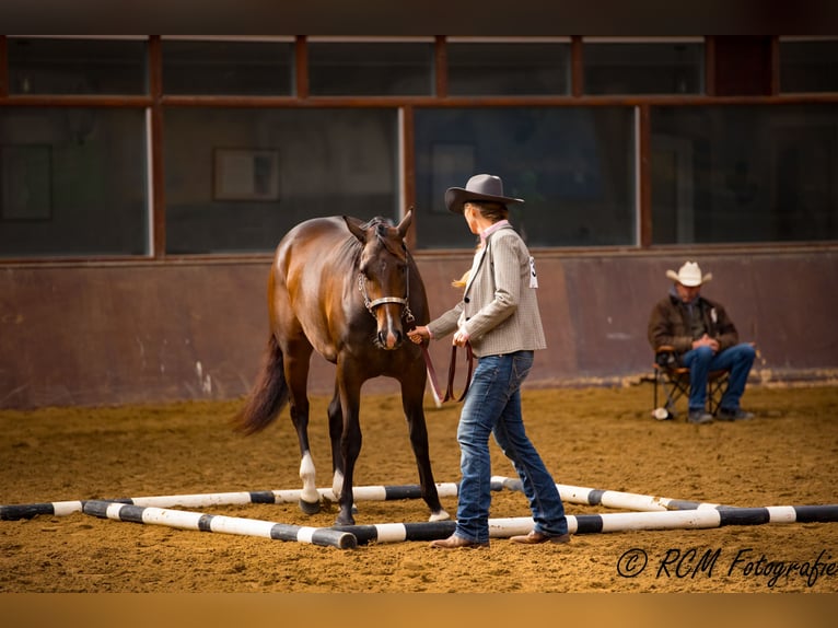 American Quarter Horse Mare 4 years 16 hh Bay-Dark in Sneek