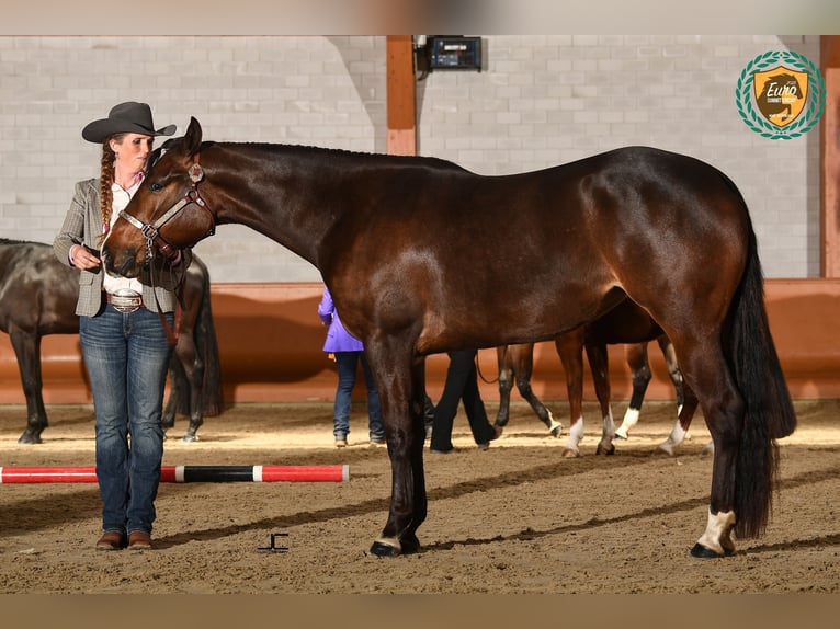 American Quarter Horse Mare 4 years 16 hh Bay-Dark in Sneek