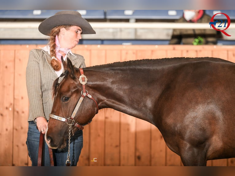 American Quarter Horse Mare 4 years 16 hh Bay-Dark in Sneek