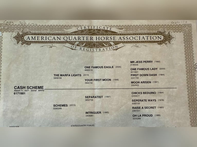 American Quarter Horse Mare 4 years 16 hh Chestnut in Stephenville TX