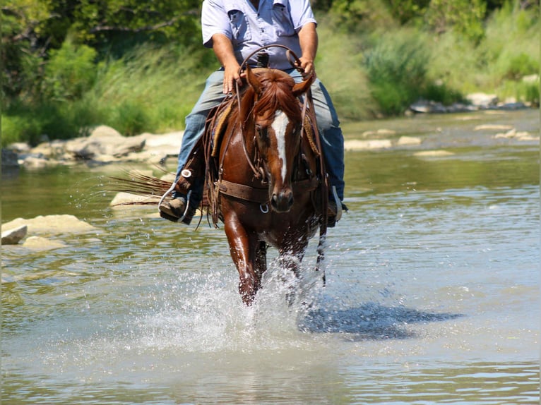 American Quarter Horse Mare 4 years 16 hh Chestnut in Stephenville TX