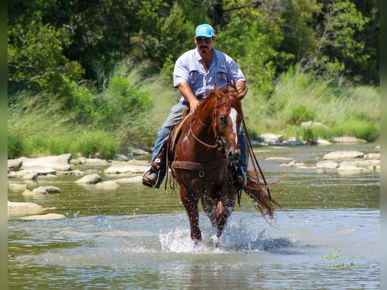 American Quarter Horse Mare 4 years 16 hh Chestnut in Stephenville TX