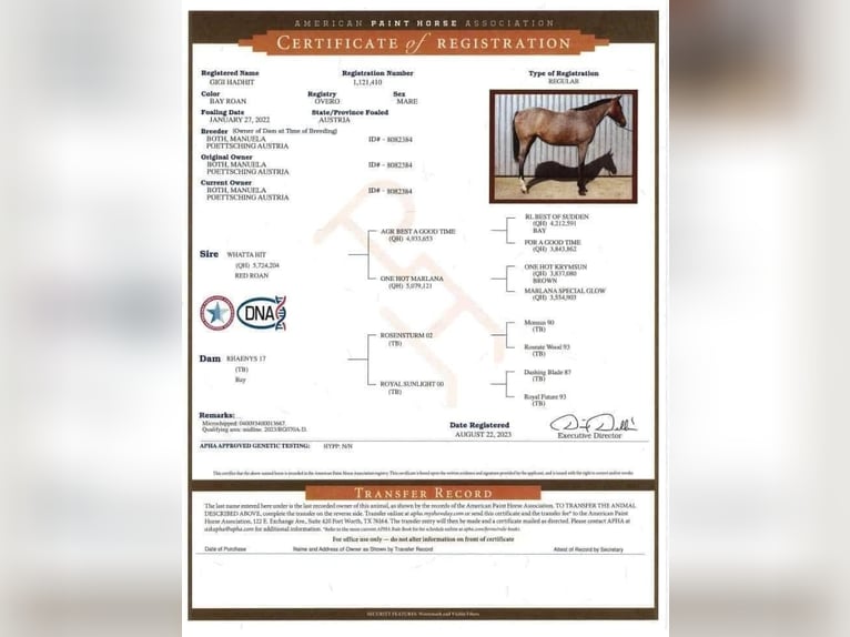 American Quarter Horse Mare 4 years 16 hh Roan-Bay in Pöttsching