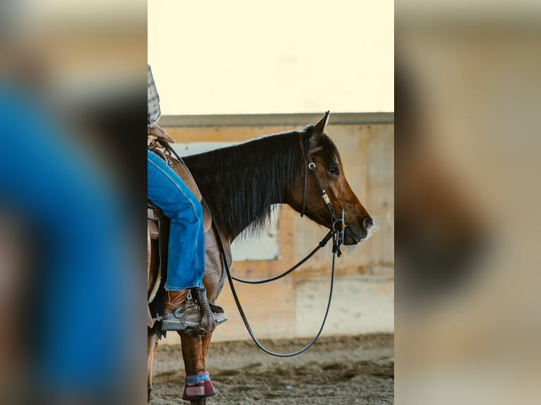 American Quarter Horse Mare 4 years Bay-Dark in San Michele Di Serino