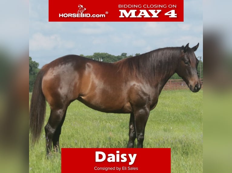 American Quarter Horse Mare 4 years Bay in Dublin