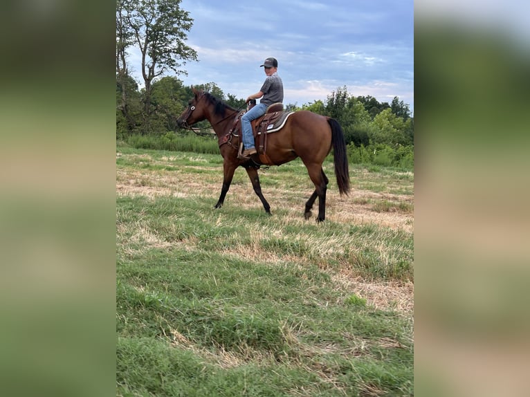 American Quarter Horse Mare 4 years Bay in Russellville, AR