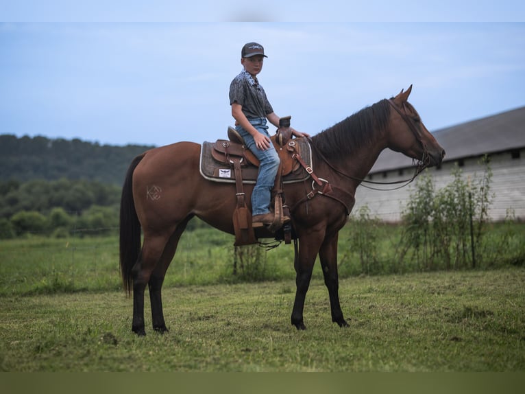 American Quarter Horse Mare 4 years Bay in Russellville, AR