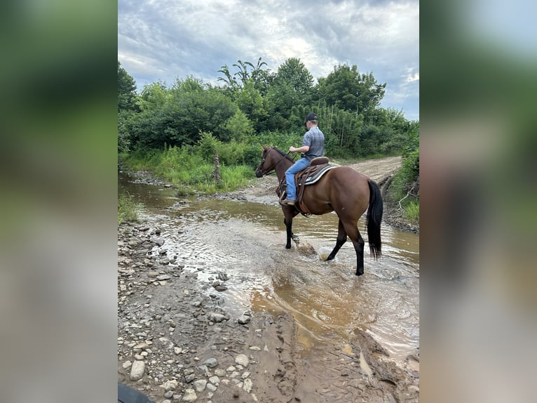 American Quarter Horse Mare 4 years Bay in Russellville, AR