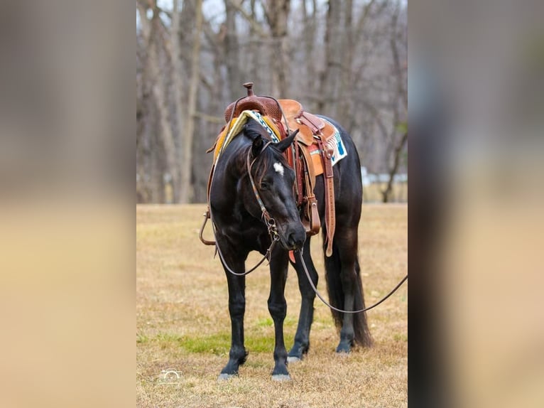 American Quarter Horse Mare 4 years Black in Jonestown, PA