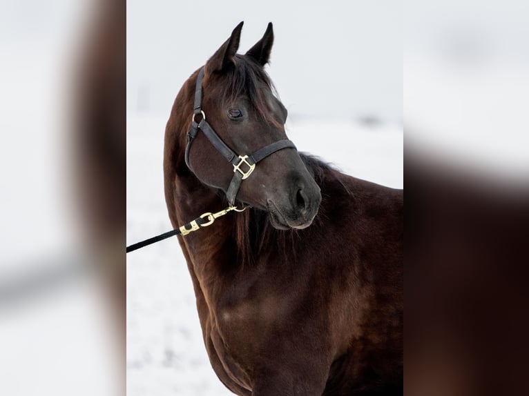 American Quarter Horse Mare 4 years Black in Ehingen