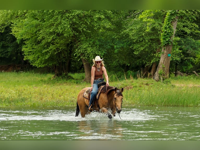 American Quarter Horse Mare 4 years Buckskin in Quitman