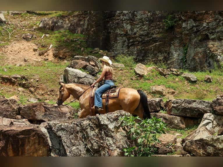 American Quarter Horse Mare 4 years Buckskin in Quitman
