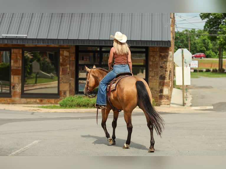 American Quarter Horse Mare 4 years Buckskin in Quitman