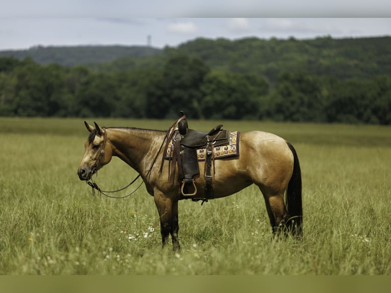 American Quarter Horse Mare 4 years Buckskin in Quitman