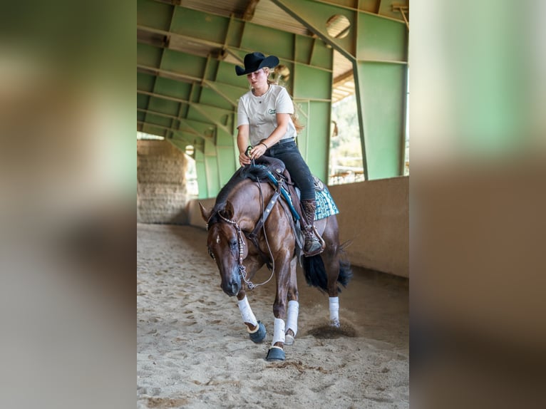 American Quarter Horse Mare 4 years Chestnut in Balingen