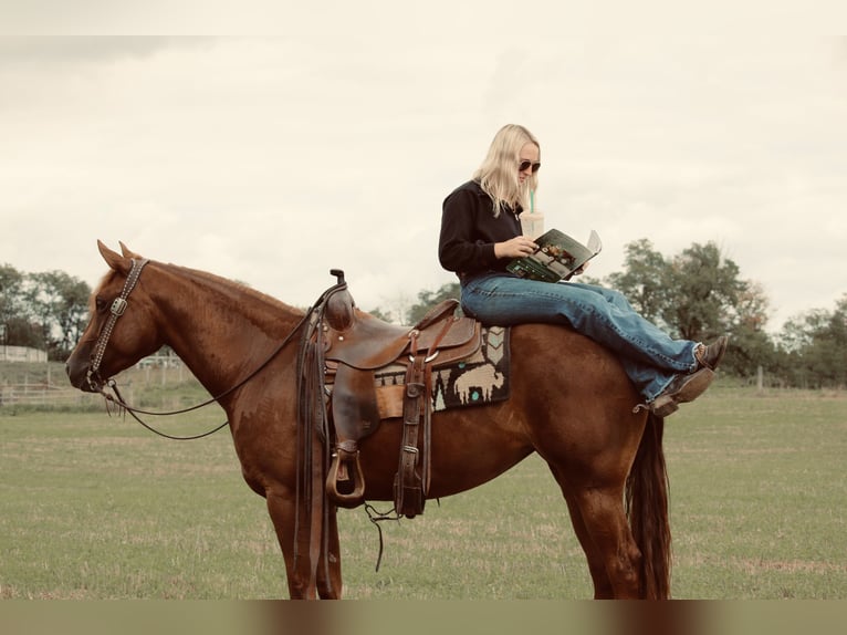 American Quarter Horse Mare 4 years Chestnut in Jonestown