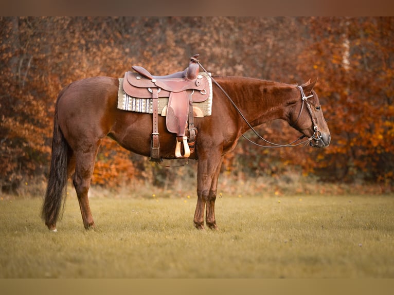 American Quarter Horse Mare 4 years Chestnut-Red in Höchstberg