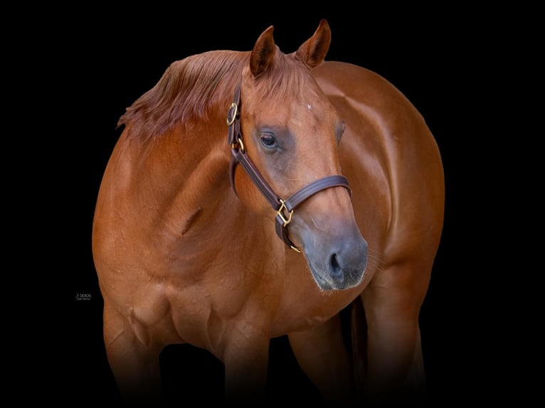 American Quarter Horse Mare 4 years Chestnut-Red in Eschenau
