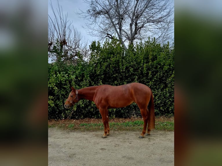 American Quarter Horse Mare 4 years Chestnut-Red in ROMA