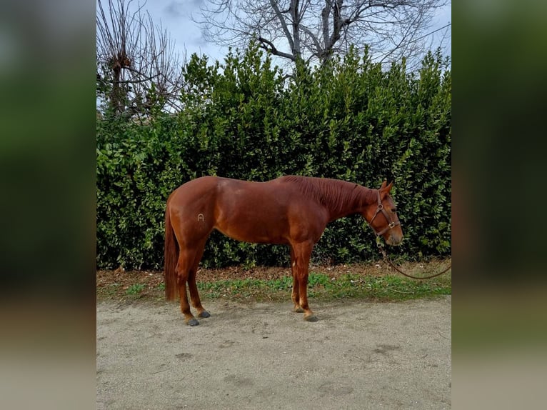 American Quarter Horse Mare 4 years Chestnut-Red in ROMA