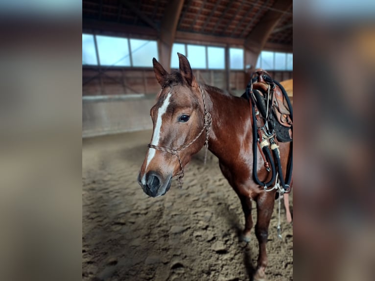 American Quarter Horse Mare 4 years Chestnut in Sangerhausen American Quarter Horse Mare 4 years Chestnut in Sangerhausen