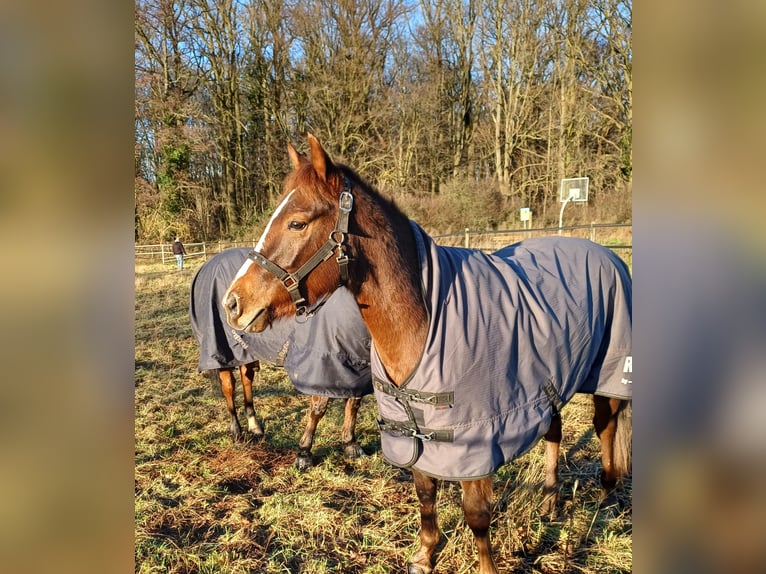 American Quarter Horse Mare 4 years Chestnut in Sangerhausen American Quarter Horse Mare 4 years Chestnut in Sangerhausen