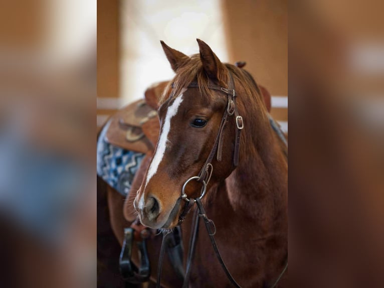 American Quarter Horse Mare 4 years Chestnut in Sangerhausen American Quarter Horse Mare 4 years Chestnut in Sangerhausen