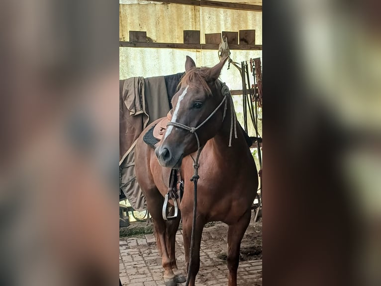 American Quarter Horse Mare 4 years Chestnut in Sangerhausen American Quarter Horse Mare 4 years Chestnut in Sangerhausen