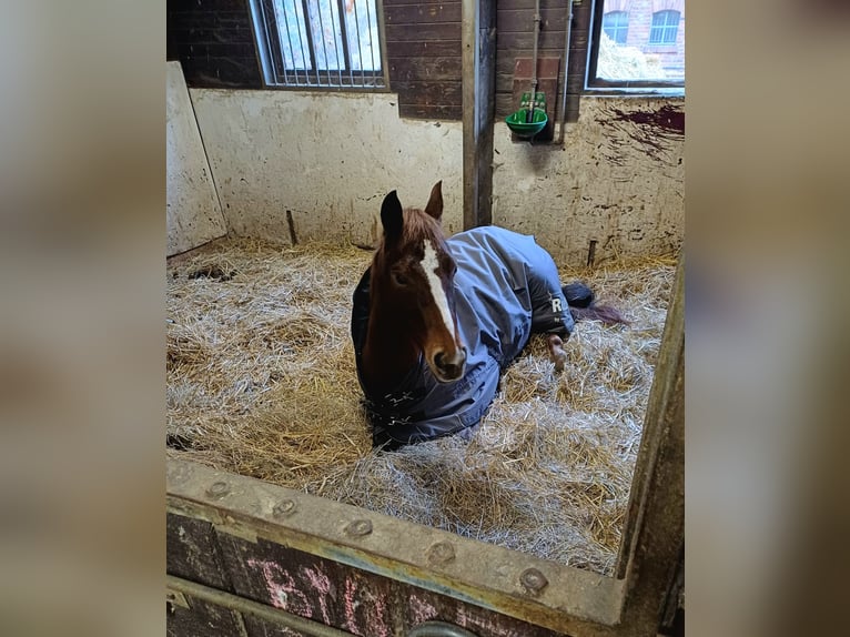 American Quarter Horse Mare 4 years Chestnut in Sangerhausen American Quarter Horse Mare 4 years Chestnut in Sangerhausen