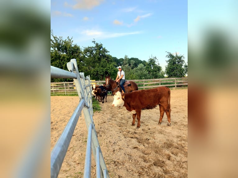 American Quarter Horse Mare 4 years Chestnut in Sangerhausen American Quarter Horse Mare 4 years Chestnut in Sangerhausen