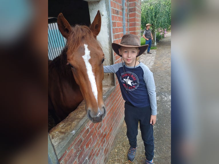 American Quarter Horse Mare 4 years Chestnut in Sangerhausen American Quarter Horse Mare 4 years Chestnut in Sangerhausen