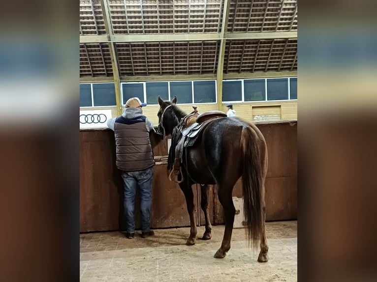 American Quarter Horse Mare 4 years Chestnut in Sangerhausen American Quarter Horse Mare 4 years Chestnut in Sangerhausen