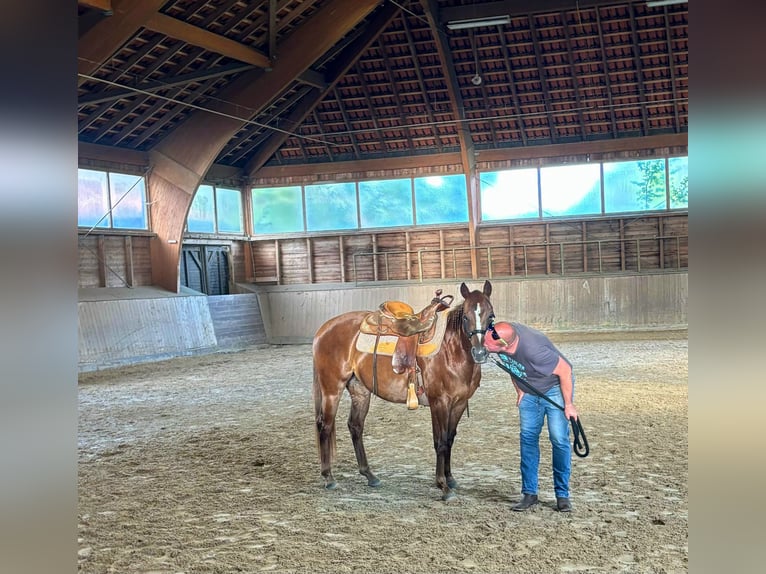American Quarter Horse Mare 4 years Chestnut in Sangerhausen American Quarter Horse Mare 4 years Chestnut in Sangerhausen