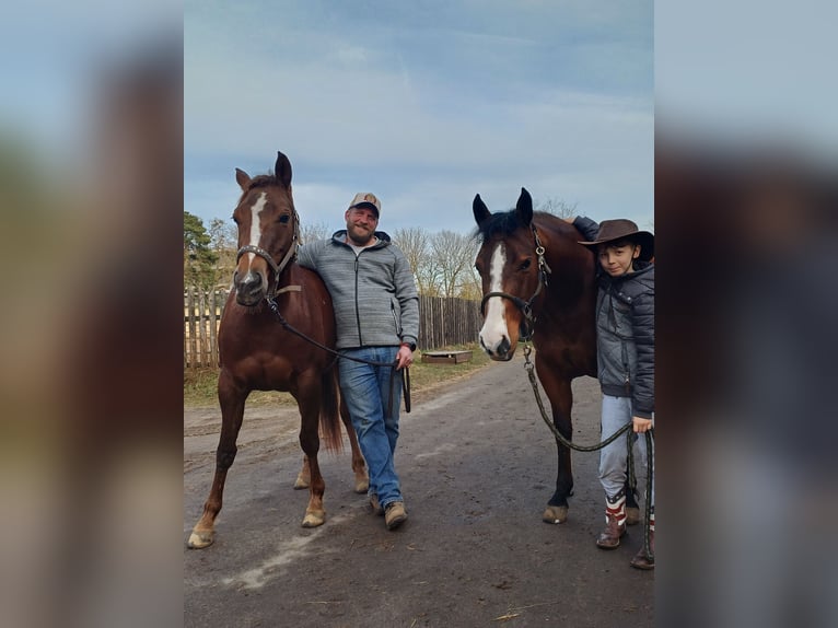 American Quarter Horse Mare 4 years Chestnut in Sangerhausen American Quarter Horse Mare 4 years Chestnut in Sangerhausen