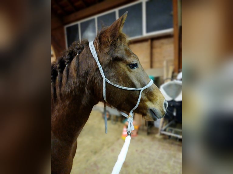 American Quarter Horse Mare 4 years Chestnut in Sangerhausen American Quarter Horse Mare 4 years Chestnut in Sangerhausen