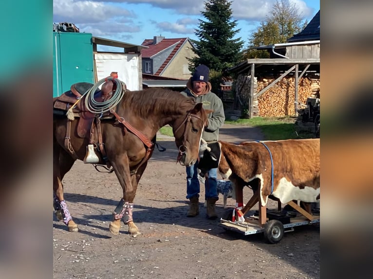 American Quarter Horse Mare 4 years Chestnut in Sangerhausen American Quarter Horse Mare 4 years Chestnut in Sangerhausen