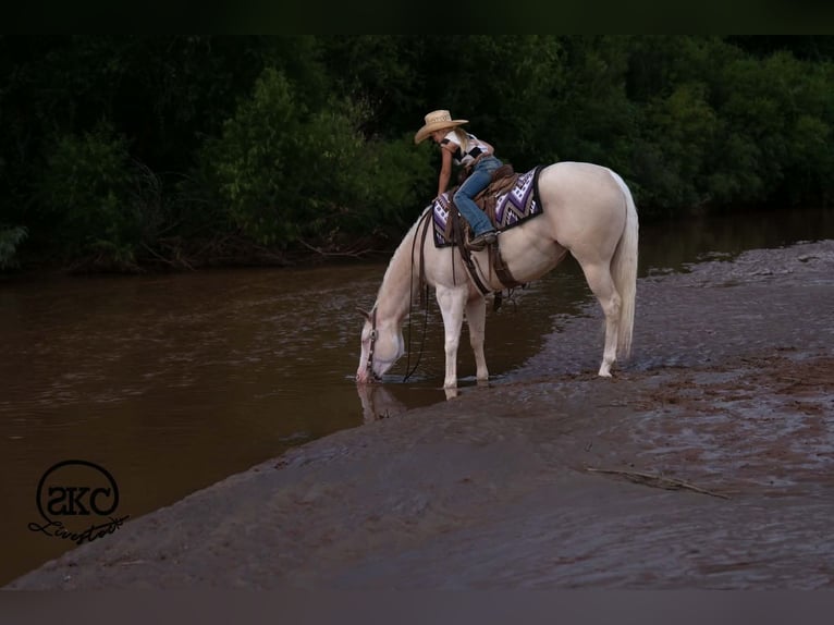 American Quarter Horse Mare 4 years Cremello in Canyon