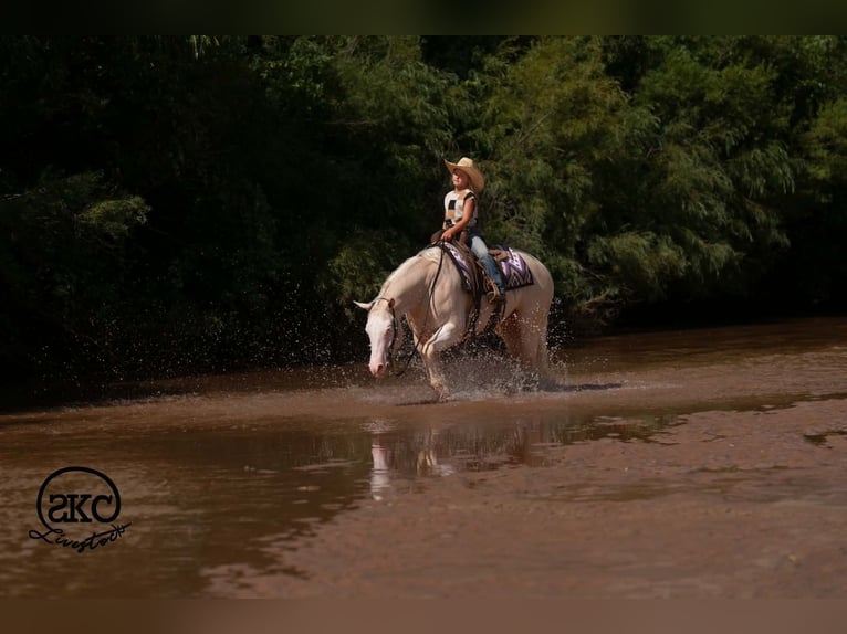 American Quarter Horse Mare 4 years Cremello in Canyon