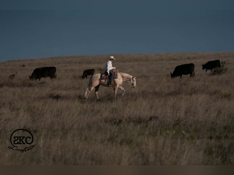 American Quarter Horse Mare 4 years Cremello in Canyon