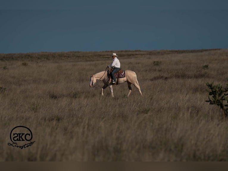 American Quarter Horse Mare 4 years Cremello in Canyon