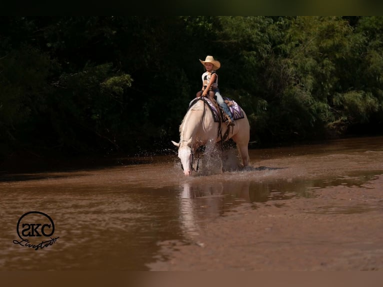 American Quarter Horse Mare 4 years Cremello in Canyon