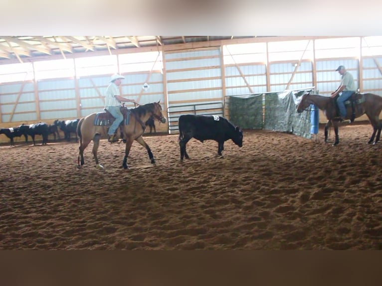 American Quarter Horse Mare 4 years Dun in Bloomsburg